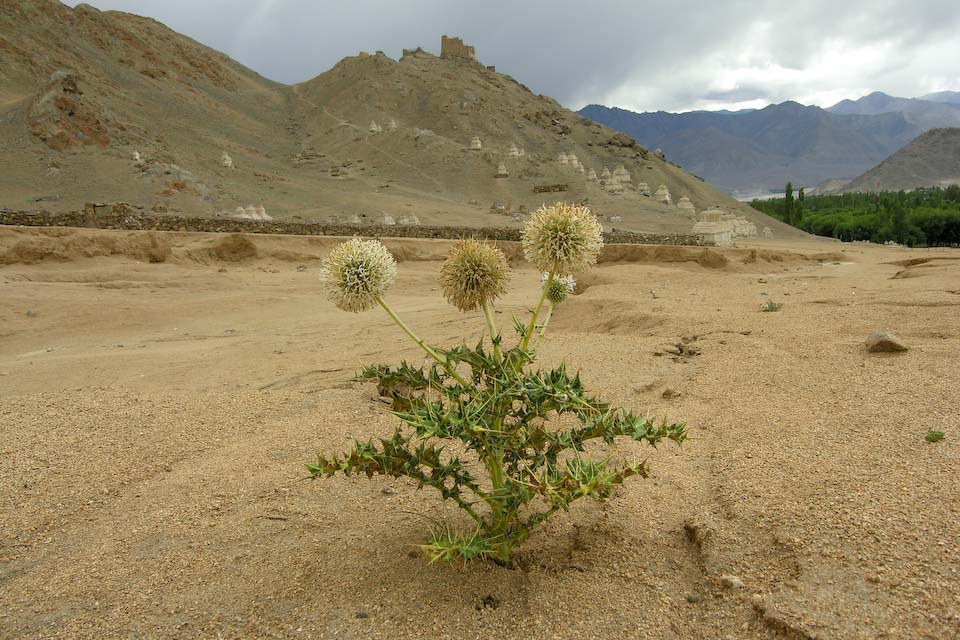 thistle in india