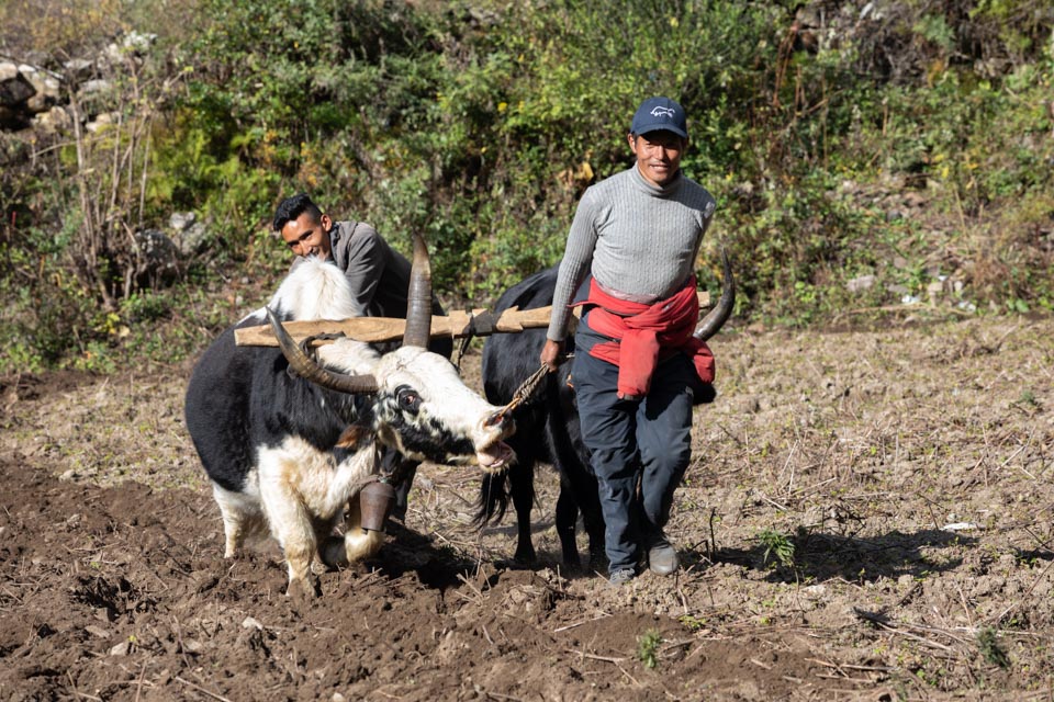 Ploughing with a crossbreed